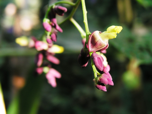 เขือแจ้ดิน Polygala tricholopha Chodat<br/>POLYGALACEAE